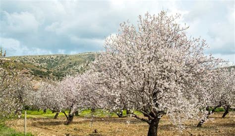 Badem Ağacı: Yetiştirilmesi ve Bakımı Hakkında Bilgiler