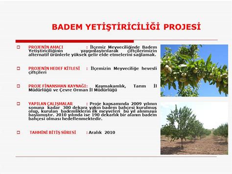 Badem Yetiştiriciliğinin Tarihi