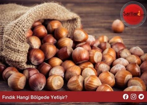 Fındık Hangi Bölgede Yetişir? Türkiye ve Dünyada Fındık Yetiştiriciliği