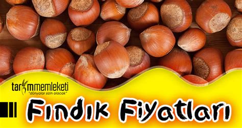 Fındık Kilosu Ne Kadar? Piyasa ve Fiyat Bilgileri