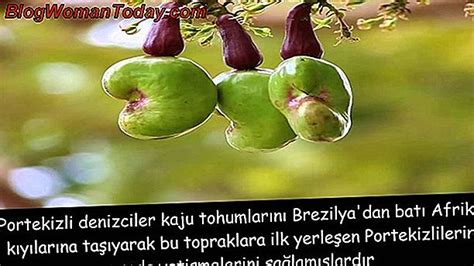 Kaju ağacı nasıl yetiştirilir?
