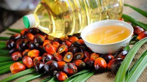 Palm yağı nedir?