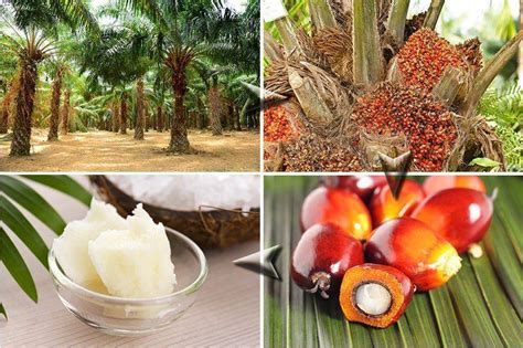 Palm yağı zararları nelerdir?