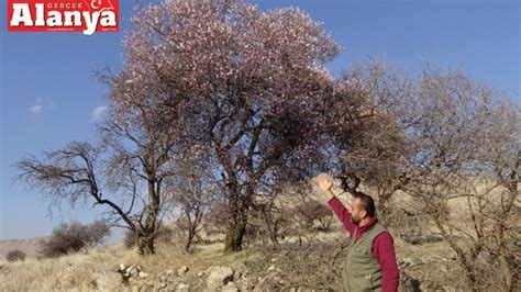 Badem ağaçları için ideal iklim koşulları