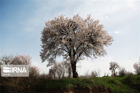 Badem ağaçlarının sulama ihtiyaçları