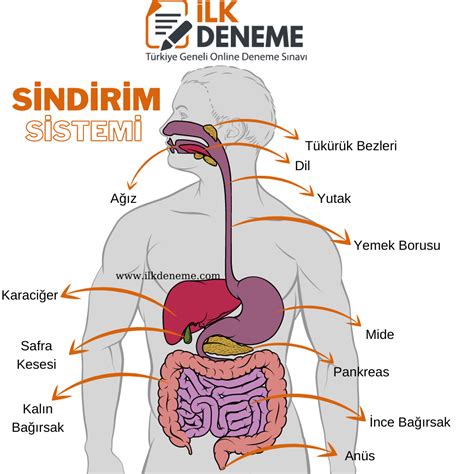 Bademin sindirim sistemine olan katkısı