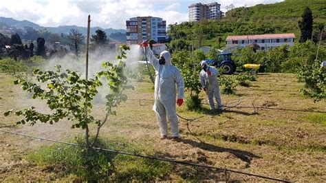 Fındık Ağaçları için Hızlı Çözüm: Zararlılara Karşı Doğal Mücadele Yöntemleri