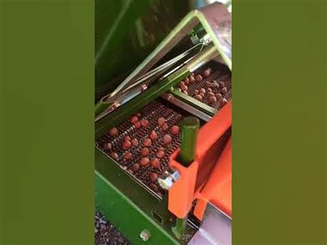 Geleneksel fındık temizleme yöntemleri