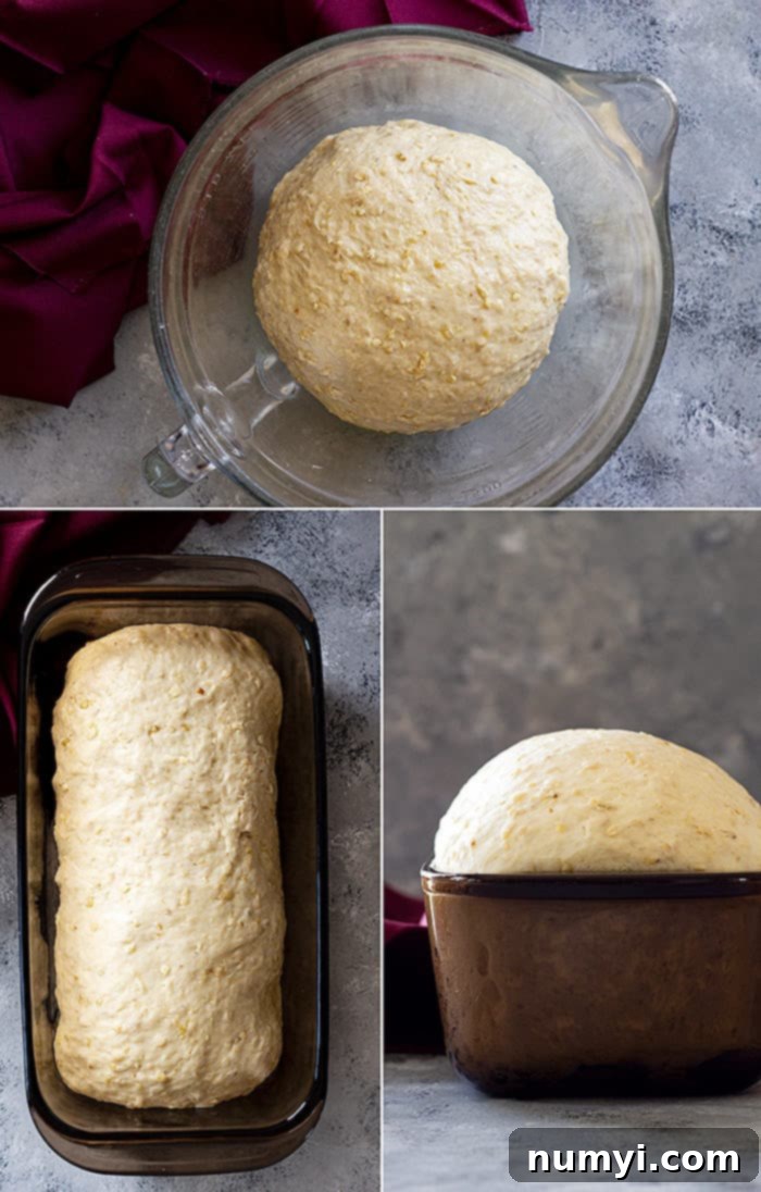 Pictures of bread dough rising in a bowl and shaped in a baking pan.