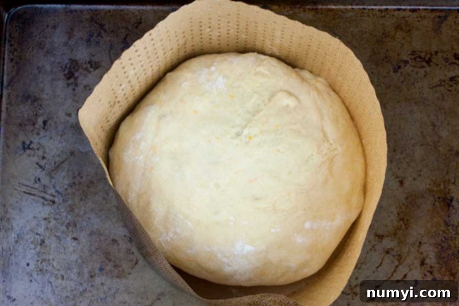 Simple Italian Christmas Panettone 14 The shaped panettone dough placed inside a paper panettone mold on a baking sheet, ready for final proofing.