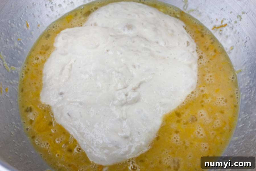 Simple Italian Christmas Panettone 6 The active panettone starter being added to the egg and yeast mixture in a metal mixing bowl.