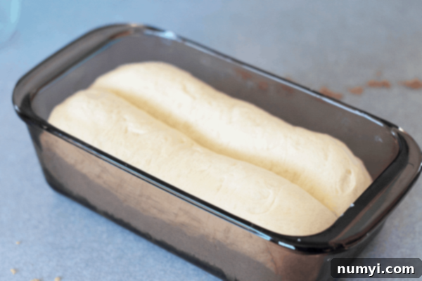 A loaf of cinnamon bread dough rising perfectly in a loaf pan, almost doubled in size and ready for baking.
