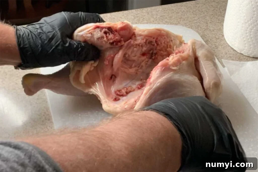 A whole chicken with the backbone cleanly cut out, ready for flattening.