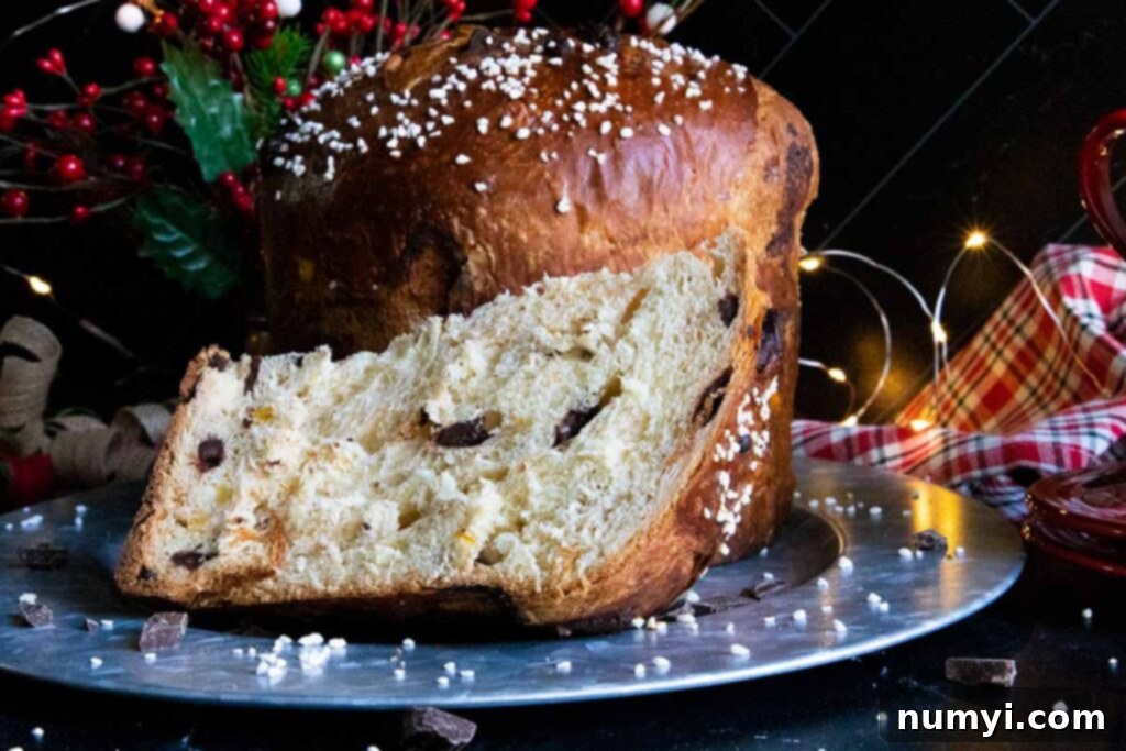 chocolate orange panettone on silver platter