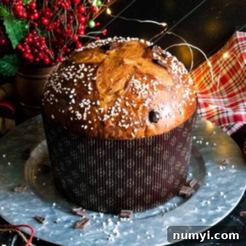 Baked chocolate orange panettone on a silver tray.