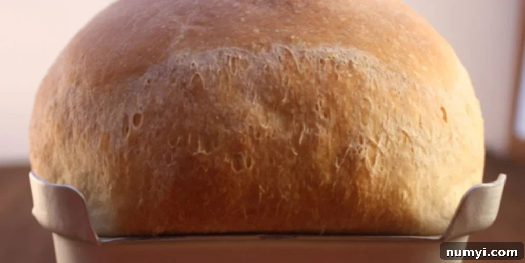 Bake Perfect Homemade Sandwich Bread 2 Freshly baked homemade sandwich bread loaf cooling in a pan, showcasing its golden crust.