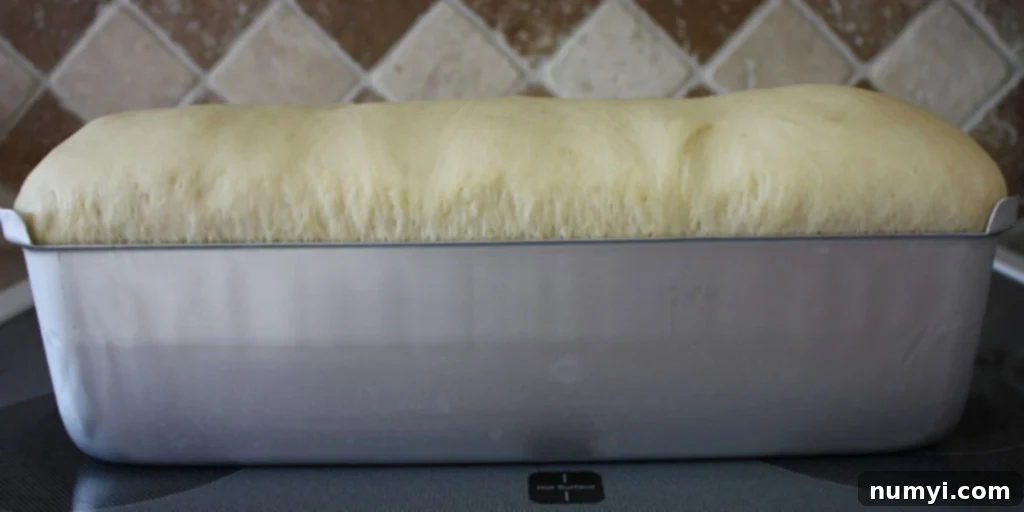 Bake Perfect Homemade Sandwich Bread 11 Full view of beautifully risen bread dough in a loaf pan, showcasing its readiness for baking.