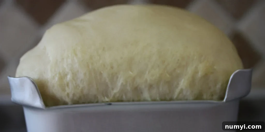 Bake Perfect Homemade Sandwich Bread 10 Bread dough dramatically risen over the top edges of the loaf pan, indicating a successful second proof.