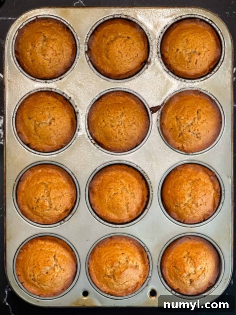 Baked apple cider muffins in the muffin tin.