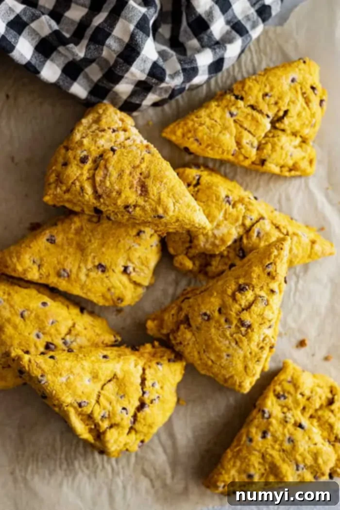Overhead view of freshly baked pumpkin chocolate chip scones on a piece of parchment paper, ready to be enjoyed.