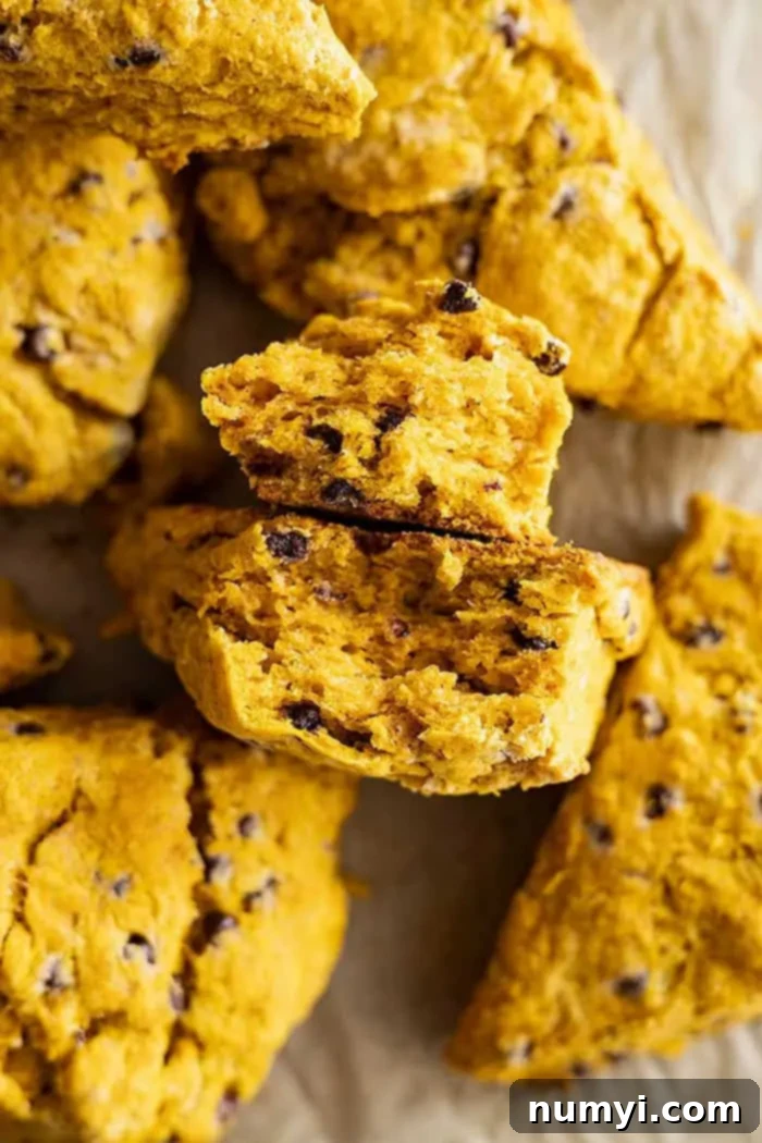 Overhead view of a pumpkin chocolate chip scone broken in half, revealing its tender, flaky internal texture and melted chocolate chips.