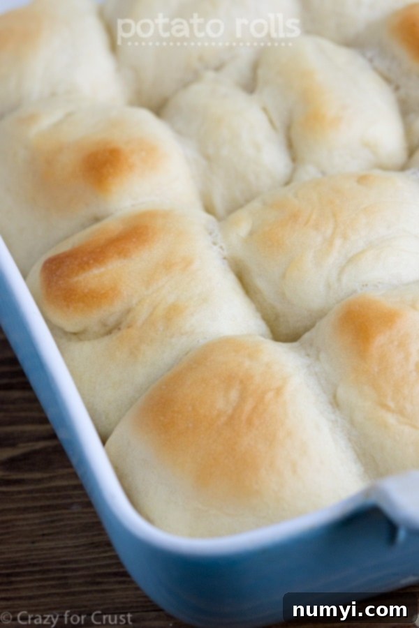 Soft and fluffy potato rolls, a perfect homemade bread option for Thanksgiving dinner, offering a comforting texture and delicious flavor.