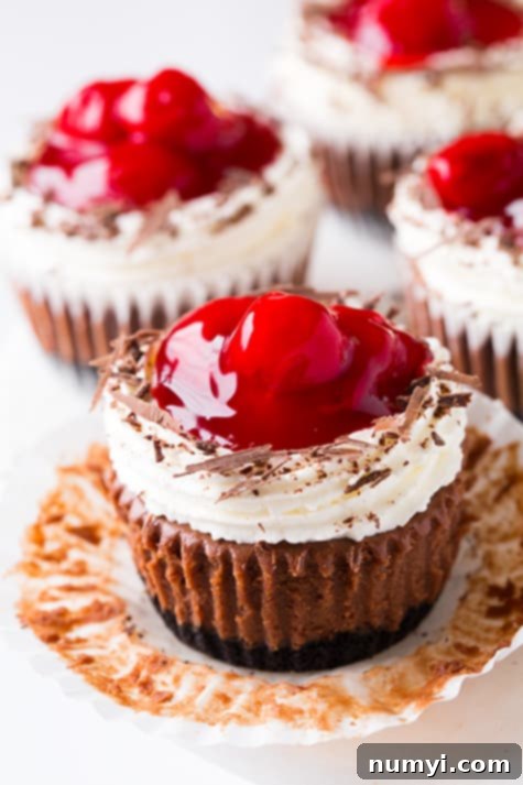 Sophisticated Black Forest Cheesecake Cupcakes, a delightful combination of chocolate and cherry